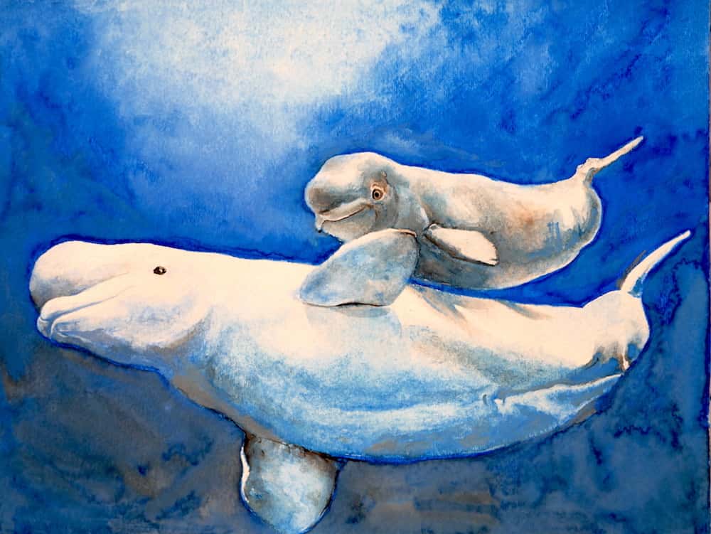 beluga watercolor painting
