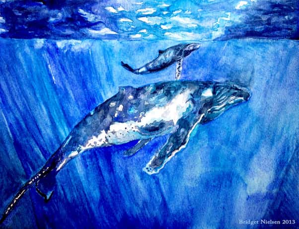 humpback whale watercolor painting