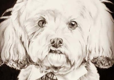 pencil portrait of dog
