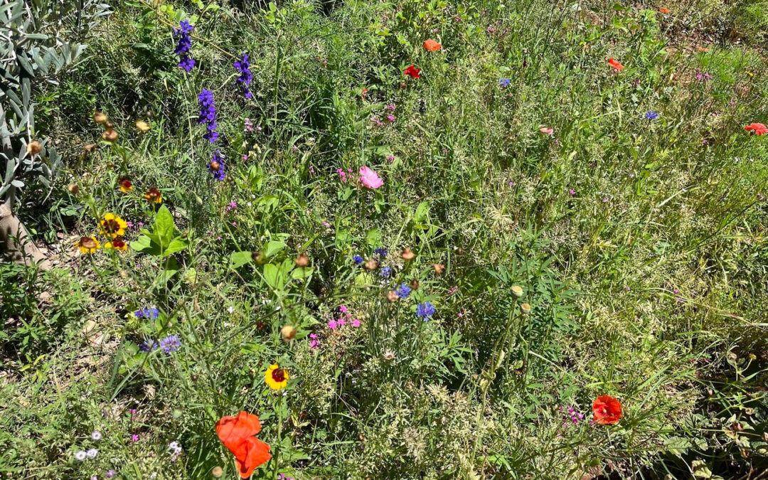 bridget nielsen's wild flowers
